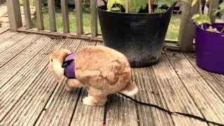 Barney the rabbit
