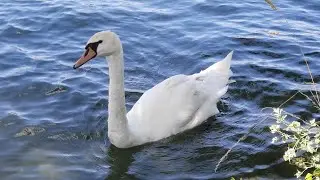 Schwan Wien Donauinsel