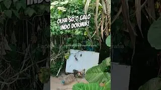 Olha só o galo indo dormir! 