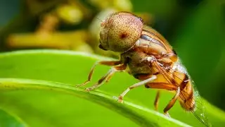 Honey bee, macro closeup
