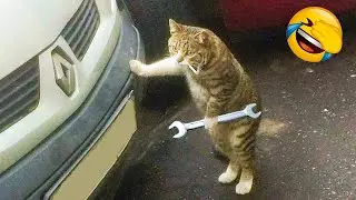 Funny cats and dogs video #21 🤣