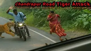 😱Alert🚨Just Stop Now🙏Tiger Attack On Car | Tiger Attack On Bike | Tadoba Andhari Tiger Reserve |