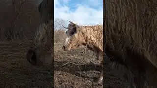 Так корова переживает за своего телёнка