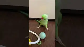 Говорящий ожереловый попугай Ричи 