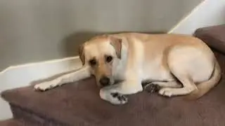 Boing