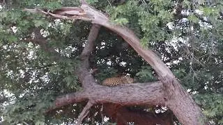 Leopards Chobe NP Botswana