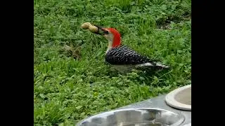 Red bellied woodpecker finds a peanut  🥜 ,#granburytx #birds #jesuslovesyou #woodpecker
