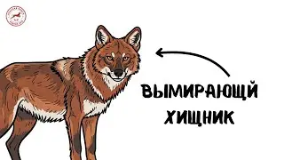 You are the Red Wolf (and you are included in the Red Book)