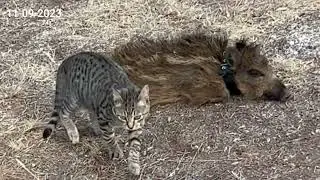Gato juega a atacar a su amigo un paciente jabalí..