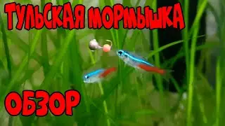 ТУЛЬСКАЯ МОРМЫШКА ! ОБЗОР.