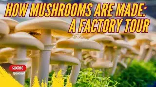 Mushrooms 101: From Factory Farming to Delicious Dishes
