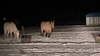 Wintery Wait