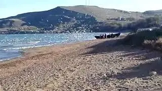 Чайки пришли на рыбу