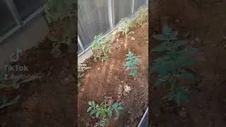 Моё утро #счастье #топ #компьютернаяпомощь