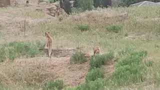 Лисы Генуэзской крепости. Судак.