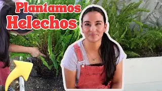 TRANSFORMACION del JARDIN | Plantamos HELECHOS