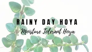 Rainy Day Hoya - Moisture Tolerant Hoya