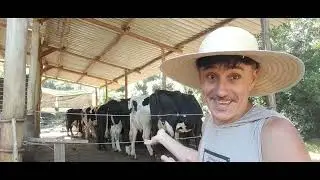 Produção de leite sistema intensivo gado Holandês