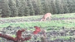 How much can a whitetail doe drop before the arrow gets there?