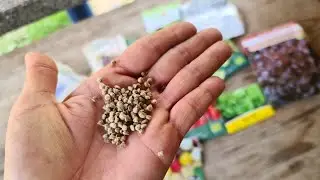Garten-Tipps: Aussaat, Ernte, Stecklinge & heimische Goldrute