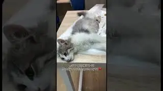 Экстренный выезд, чтобы спасти сбитого котика. Прости, что не смогли тебе помочь💔