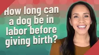 How long can a dog be in labor before giving birth?