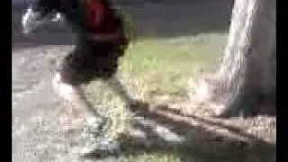 back flip off tree - funny