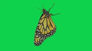 Butterfly | GREEN SCREEN [FREE USE]