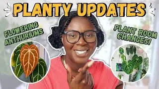 Planty Updates!🌱✨ | Anthuriums Flowering, Plant Room Updates, and more!💕🥰