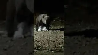 Захватывающие приключения медведя полная версия#nature#wildlife#travel#bear#funny#animals#funnyvideo