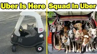 Funniest Uber Memes With Animals