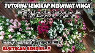 Cara Perawatan Bunga Vinca