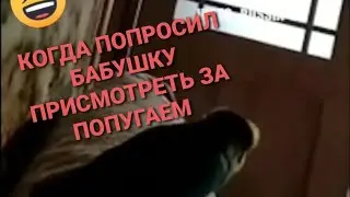 КОГДА ПОПРОСИЛ БАБУШКУ ПРИСМОТРЕТЬ ЗА ПОПУГАЕМ 😁