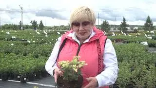 Раннецветущие гортензии в Садовом центре Веры Глуховой. Корзина здоровья для растений.