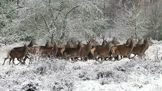 A group of deer at winter...