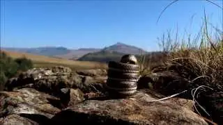 Snake 'springs' into defence!