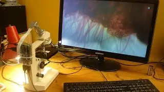 Hack: Digital Microscope with Raspberry Pi + PiCam
