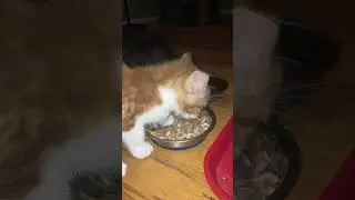 Charlie getting down on some chicken fortified cat chow. Sable joins in the feast.
