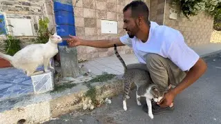 How can these two cats stop loving the couple who provide them with love and food.