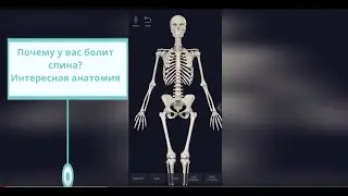Анатомия боли в спине