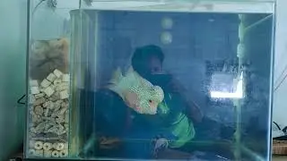ciri ikan loahan minta kawin