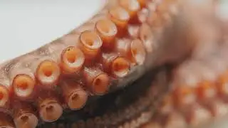 Octopus Secrets