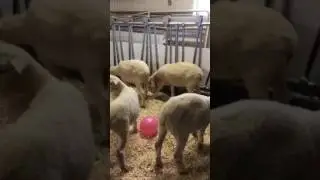 Sheep!