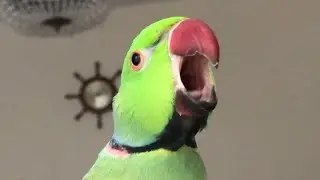 Loud Indian Ringneck parrot screaming and whistling. Talking parrots saying Peek a boo.