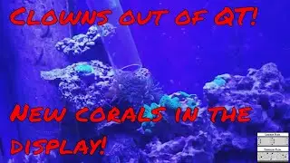 125 gallon reeftank update 7 28 19