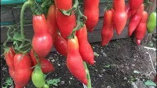 Обзор томатов сорт Волчий клык