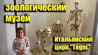 Прогулка по Питеру цирк на фонтанке и Зоологический музей.