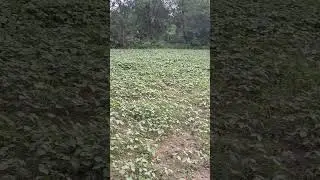 farming#kheti#urad#premanand ji mahraj#rewa sidhi#mp#village life#rural india