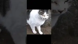 [野良猫ショート]モフモフなキジ白猫をモフったら可愛いすぎた！[straycat]Fluffy cats are cute!