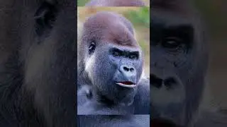 Gorilla eating carrot and relaxing in nature | wild monkey 